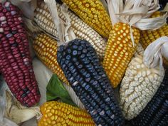 corn on the cob with leaves and other vegetables