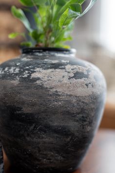 a black vase sitting on top of a wooden table next to a green leafy plant