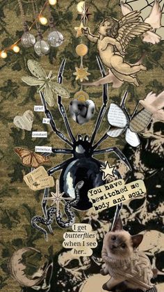 a collage of images with cats and other things on them, including an image of a spider