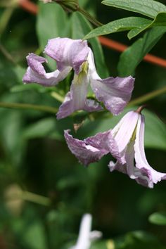 purple flowers with green leaves in the background