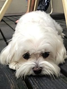 a small white dog laying on top of a wooden floor