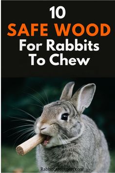 10 safe wood options for rabbits to chew, with a rabbit chewing on a piece of wood. Safe Wood For Rabbits, Backyard Bunnies, Rabbit Showing, Rabbit Keeping, Rabbit Tractor, Hay For Rabbits, Meat Rabbits Breeds, Rabbit Burrow, Rabbit Farming