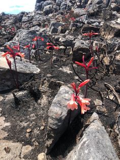 small red flowers growing out of the rocks