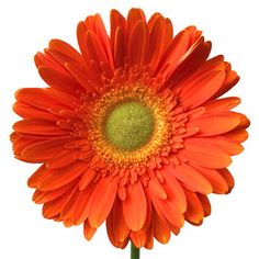 an orange flower with green center on a white backgrounge background is seen in this image