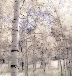 an image of trees in the woods with snow on them