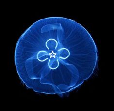 a blue jellyfish floating in the dark water