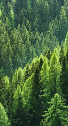 a forest filled with lots of tall green trees