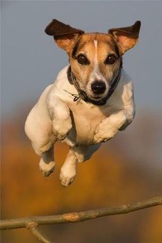 a dog is jumping up into the air on a branch with its front paws in the air