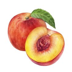 two peaches with green leaves on white background watercolor painting royalty illustration stock images