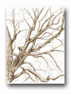 a pencil drawing of a tree with no leaves on it, and the branches are bare