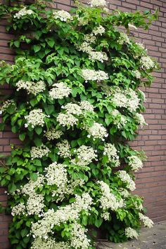 white flowers growing on the side of a brick building