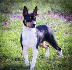 a black and white dog standing on top of a lush green field