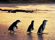 three little penguins are walking on the beach at sunset or dawn, one is looking for something to eat