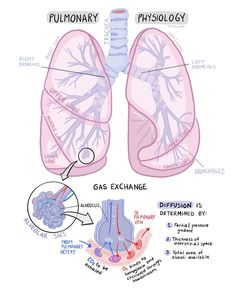 diagram of the human lungs and their functions