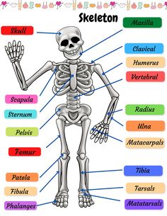 a skeleton labeled in different languages with the names and their corresponding parts labelled below it