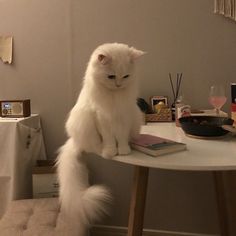 a white cat sitting on top of a table