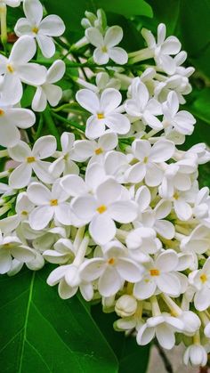 the white flowers are blooming on the tree