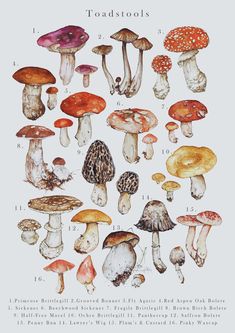 an illustration of different types of mushrooms