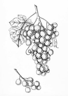 a black and white drawing of grapes with leaves