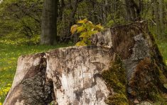 an old tree stump with moss growing on it in the middle of a grassy area