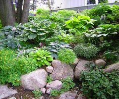 the garden is full of rocks and plants