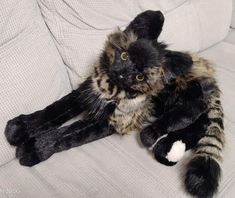 a black and brown cat laying on top of a white couch next to a stuffed animal