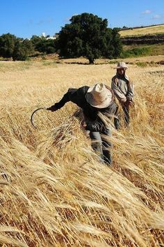 two men are walking through tall grass in the middle of an open field on a sunny day