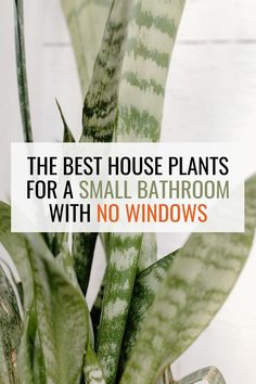 the best house plants for a small bathroom with no windows in it and text overlay that reads, the best house plants for a small bathroom with no windows