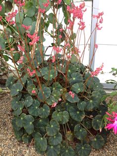 some pink flowers and green leaves in a pot