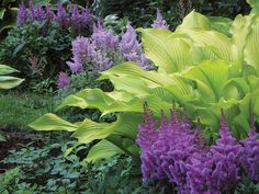 some purple and green plants in the grass