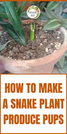 Snake plant with new pup growing in pot, text overlay "How to make a snake plant produce pups". Propagate Succulents From Leaves, Propagating Succulents, Replant, Snake Plant, New Growth, Fertility, Soil, Plants