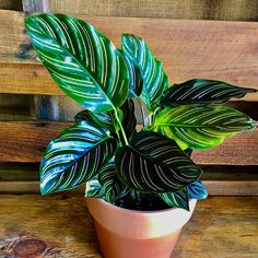 a potted plant sitting on top of a wooden table