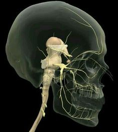 an x - ray view of the head and neck with yellow wires in it's upper part