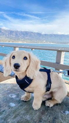 Dashund Puppy Aesthetic, Dogs To Get, Cute Dogs To Get, Minature Daschund Puppies, White Weiner Dog, Puppy Dachshund, Weiner Dogs, Cute Dogs Images