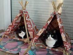 two black and white cats sitting in their teepees