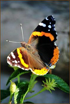 an orange and black butterfly sitting on top of a green plant