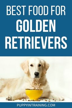 Best Food For Golden Retrievers - Golden Retriever down in front of bowl of kibble with some spilled onto the floor Food For Golden Retrievers, Golden Retriever Care, Puppy Food Bowl, Golden Retriever Grooming, Dog Skin Allergies, Golden Retriever Training, Best Puppy Food, Make Dog Food, Dog Treats Homemade Recipes