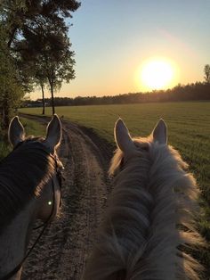 two horses walking down a dirt road in front of a field with the sun setting