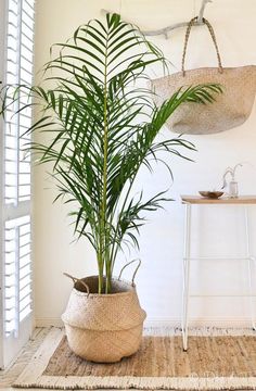 a potted plant sitting on top of a rug next to a table