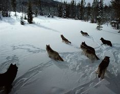 a group of dogs running in the snow