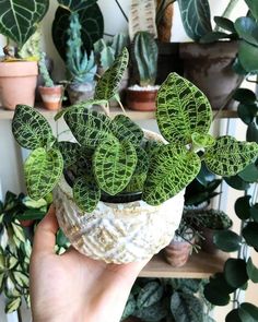 a person holding up a potted plant in front of a shelf full of houseplants