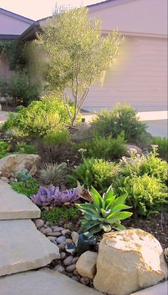 a garden with rocks and plants in front of a house