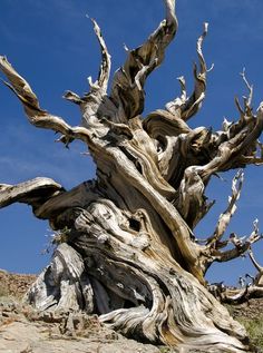 an old dead tree with no leaves on the ground and blue sky in the background