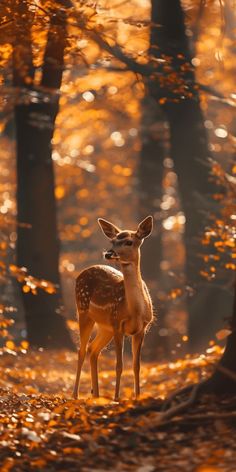 a small deer standing in the middle of a forest