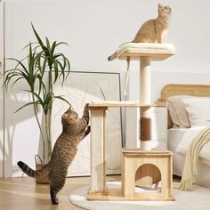 a cat playing with a scratching post on the floor in front of a bed and plant