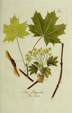 an illustration of leaves and flowers from the natural history of plants, including acorns