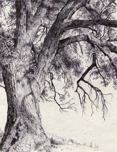 a pencil drawing of a tree with no leaves on it's trunk and branches in the foreground