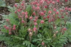 some pink flowers are growing in the dirt