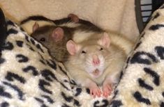 two brown and white rats sitting on top of a leopard print blanket