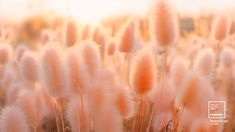 some pink flowers are in the grass and it is very soft to see them on this sunny day